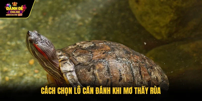 Cách chọn lô cần đánh khi mơ thấy rùa